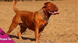 What Makes Dogue de Bordeaux a Great Dog [upl. by Codie]