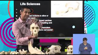 Life Sciences Grd 11 Nutrition Dentition In Animals S4 [upl. by Matti]