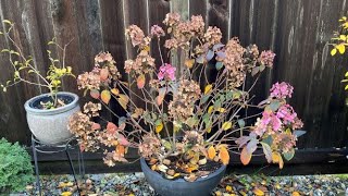 Deadhead Before Winter For Hydrangea Little Quick Fire  November 5 [upl. by Kelula]