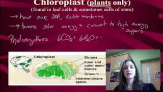 Cell Organelles Energy Processing and Structure [upl. by Mathe]