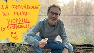 Coltivare i funghi in casa e non solo il PIOPPINO con l’argilla espansa FunghidiSardegna [upl. by Pearman]