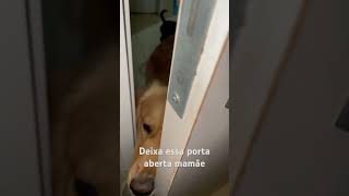 Não fecha a porta mamãe 😅 goldenretriever viralata dog cachorro amor [upl. by Arikihs907]