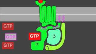 Gprotein signaling [upl. by Ailesor]