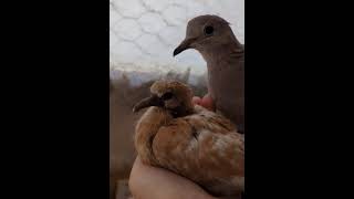 These baby Ringneck Doves are available for sale 317 7561680 We ship birds dove pigeon [upl. by Oberg]