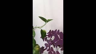 Time lapse of golden pothos [upl. by Ilatfen456]