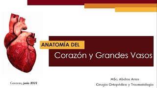 Anatomía de los grandes vasos Venas Cavas y Aorta [upl. by Belita]