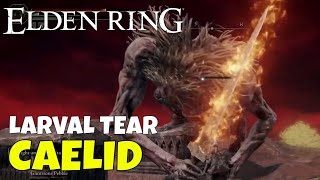 Elden Ring How to Get Larval Tear in Caelid [upl. by Zea]