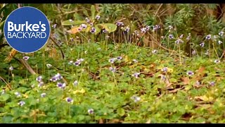 Australian Native Violet Viola hederacea Best ground cover for shady areas [upl. by Nytram]