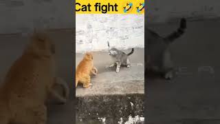 Cat fightfunny trending viralmindblowing [upl. by Coulombe]