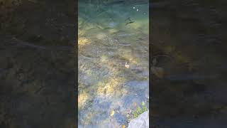 Fishes in dogwood canyon [upl. by Mclyman]