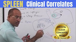 Spleen  Clinical Correlates👨‍⚕️ [upl. by Keiryt]