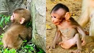 The Injured Baby Monkey Staggered To Find His Mother Crying Bitterly Making Viewers Feel Pity [upl. by Ellissa197]