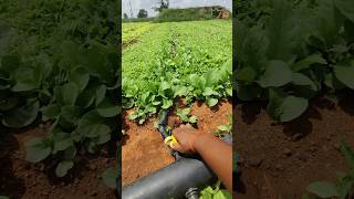 Rain drip irrigation system in our tobacco form  Rain drip  drip irrigation drip raindrip [upl. by Akcir]