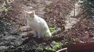 white domestic cat urinating in a kailyard garden ground [upl. by Lenzi]