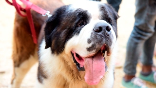 Saint Bernard Dog At Thrissur Flower Show 2017 [upl. by Wadesworth]