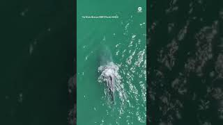 Humpback whale spotted swimming without tail [upl. by Gerti]