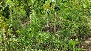 subash palekar 5 layer natural farming [upl. by Remlap]