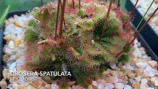 Drosera Spatulata Carnivorous Plant timelapse feeding [upl. by Faxon]