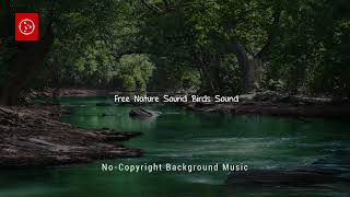 Forest Creek Noise And Singing Birds Orange Free Sounds copyrightfreemusic httpsrbgyhf606x [upl. by Elinor642]