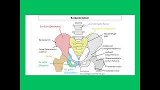 Das menschliche Becken  Strahlentherapie Prof Hilke Vorwerk [upl. by Lotte]