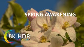 Spring awakening 8K HDR 60FPS DEMO [upl. by Riley]