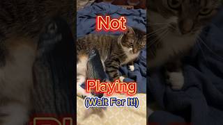 Try Not to Laugh at Shocking Response of Cat shorts [upl. by Harlene]