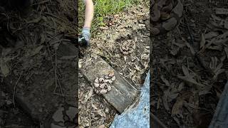 TWO venomous copperheads hiding under metal 🐍🐍 herping rattlesnake wildlife nature fyp [upl. by Areip]