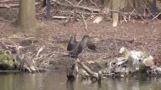 Aalscholver  2 roodwang schildpadden bij Wijchens Meer [upl. by Darton]