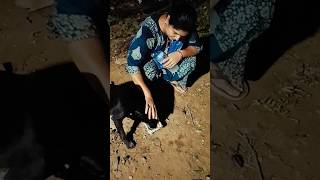 Iske puppy hone vala tha kalaj dekhe subah ho gye viralvideo [upl. by Higginbotham9]