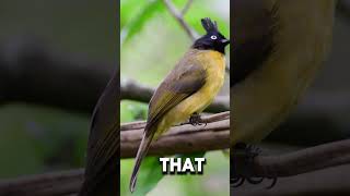 Stunning Blackcrested Bulbul🐦 birds nature shorts explore viral youtubeshorts [upl. by Krever]