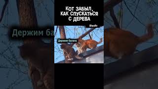 Кот забыл как спускаться с дерева [upl. by Furie]