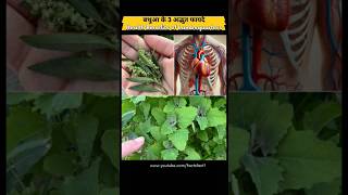 Health Benefits of Lambsquarters Bathua healthtips factsfact shorts shortsfact lambsquarters [upl. by Parhe231]