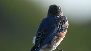 Eastern Bluebirds hang out on this windy day [upl. by Phylis]