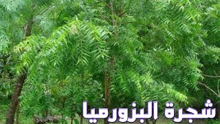 نبات البزروميا أو الكونوكربس conocarpus الفوائد و الأضرار و طرق اكثاره و رعايته [upl. by Nahsaj686]