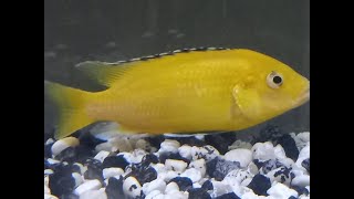 Yellow labs best yellow fish [upl. by Humfrey]