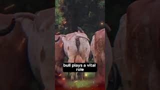 🔴 The GIR Breed Everything You Need to Know ✅ Bigges Bulls And Cows [upl. by Notlad243]