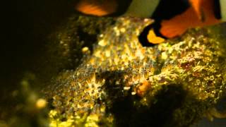 Clownfish From Egg to Hatch [upl. by Josephina]