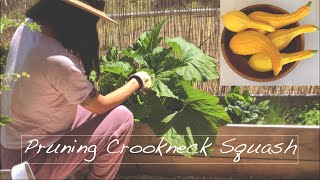 Pruning crookneck squash  Powdery mildew  Late summer harvest [upl. by Lincoln826]