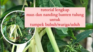 tutorial lengkap nuas dan nanding banten tulung untuk tumpek bubuhtumpek warigatumpek uduh [upl. by Tsirc]