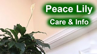 Peace Lily Spathiphyllum  Care amp Info [upl. by Rainie]