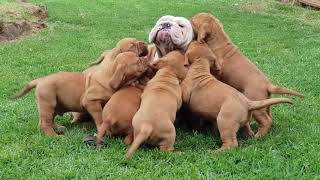 George swamped by Dogue de Bordeaux Puppies [upl. by Tab]