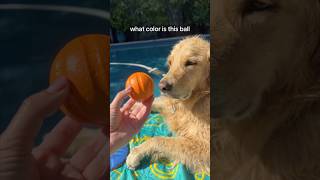 Here’s how Oatmeal sees color Repost FunnyDog DogVision Shorts [upl. by Sherborne]