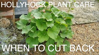 Hollyhocks Cutting back and collecting seed [upl. by Ahkeber]