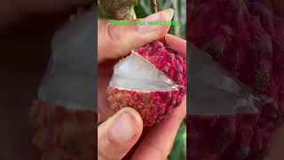 Relaxing Fruit cutting Oddly satisfying lychee juice china shortvideo fruit [upl. by Gnof]