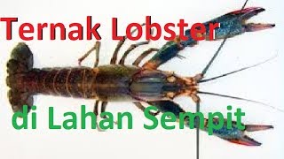 Ternak Lobster di Lahan Sempit [upl. by Ecahc]