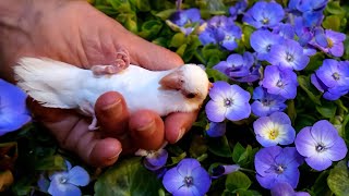 White Puff Ball by Fly Babies Aviary [upl. by Nath]