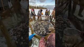 Якутский национальный вид рыбалки муҥха Yakut national type of fishing mukha 2024 [upl. by Verena451]