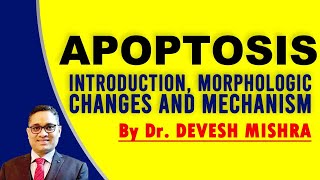 Apoptosis Introduction Morphologic Changes and Mechanism by Dr Devesh Mishra [upl. by Annohsat]