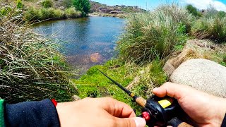 PESCA de TARARIRA con SEÑUELO en CORDOBA  Tarucha GRANDE [upl. by Neeoma823]