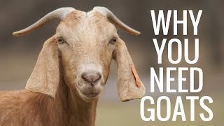 Why Goats Are The Best Homestead Animal [upl. by Natanoj]